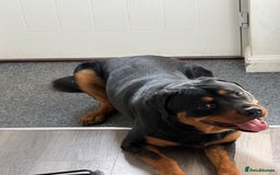 Rottweiler dogs for stud: Handsome Rottweiler Stud - West Midlands - Image 4