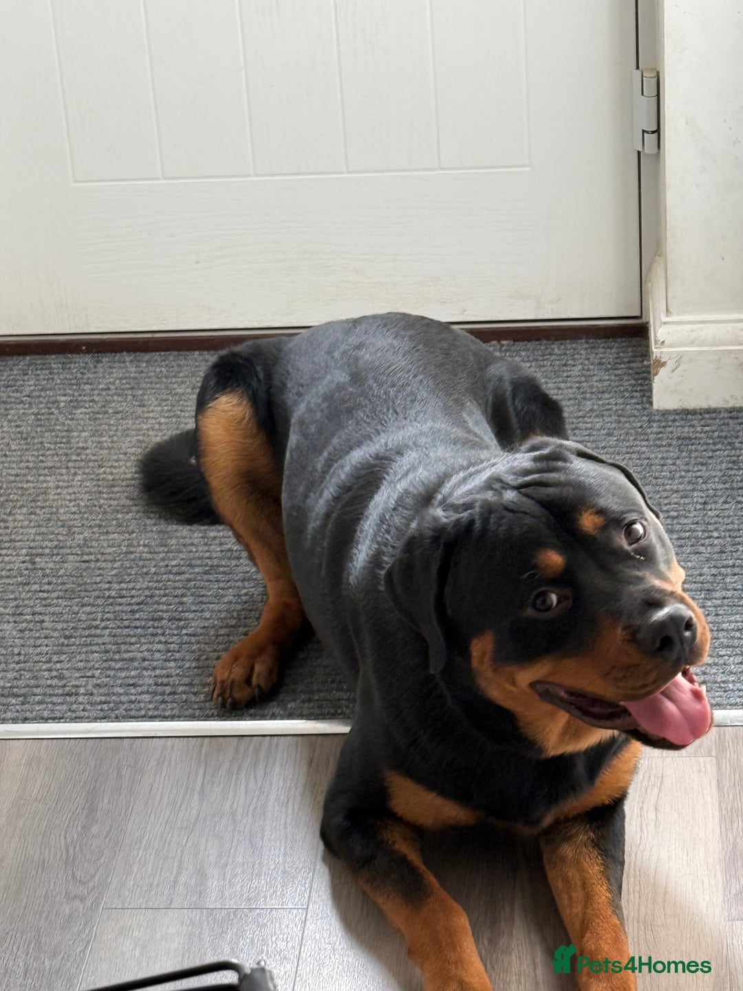 Rottweiler dogs for stud: Handsome Rottweiler Stud - West Midlands - Image 4