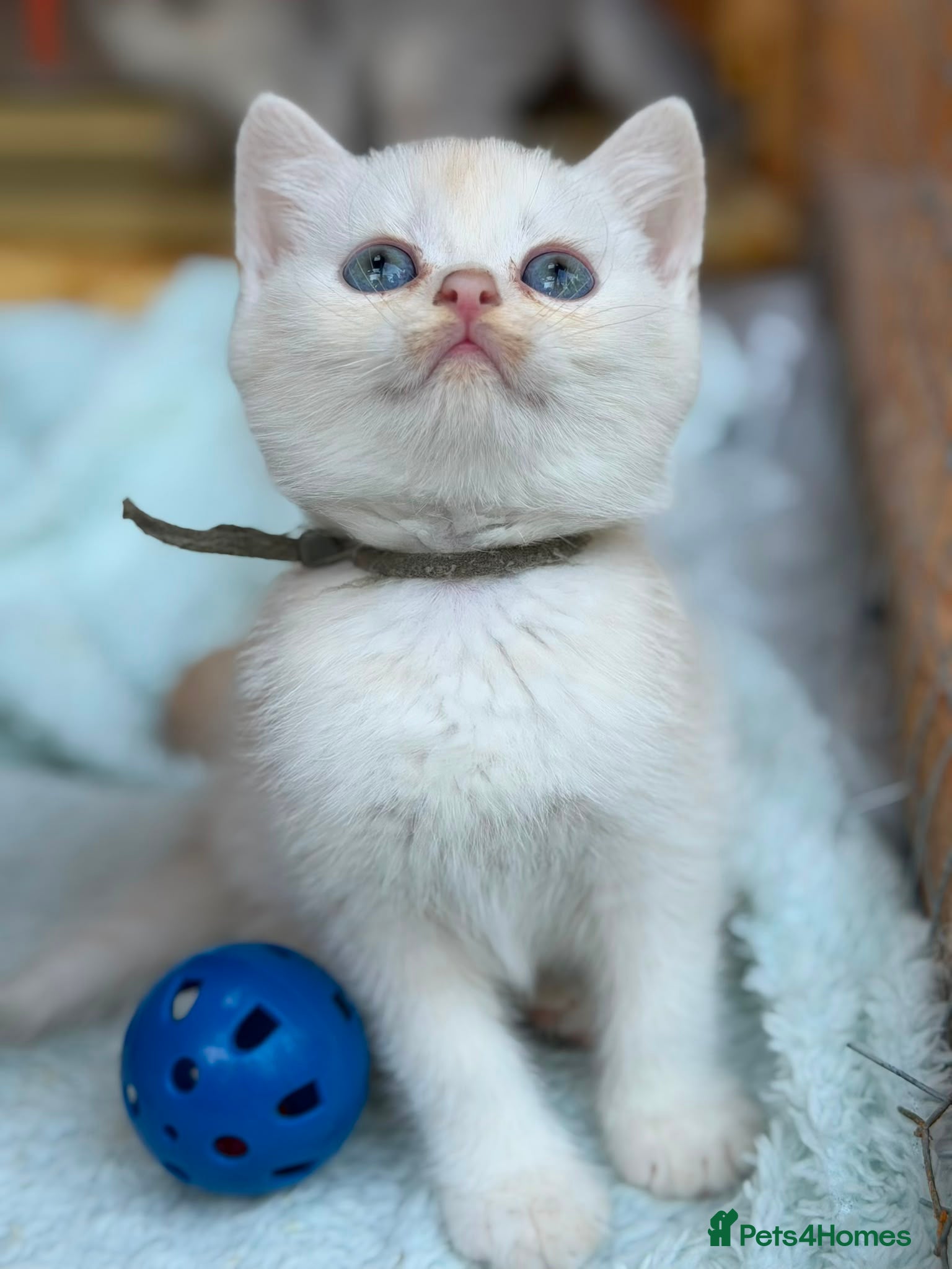 British Longhair cats TICA BRITISH SHORTHAIR & LONGHAIR KITTENS  - Advert 3