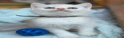 British Longhair cats for sale: TICA BRITISH SHORTHAIR & LONGHAIR KITTENS  - Advert 2