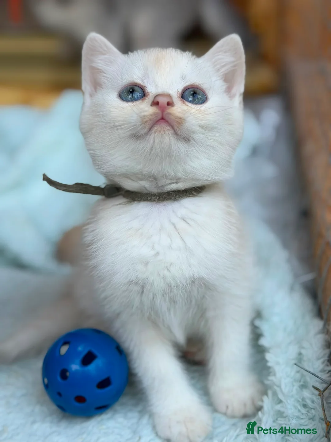 British Longhair cats for sale: TICA BRITISH SHORTHAIR & LONGHAIR KITTENS  - Advert 2