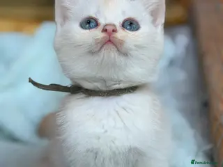 British Longhair cats TICA BRITISH SHORTHAIR & LONGHAIR KITTENS - Advert 3