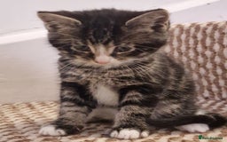 Mixed Breed cats for sale: Kittens ready to find homes - Image 7