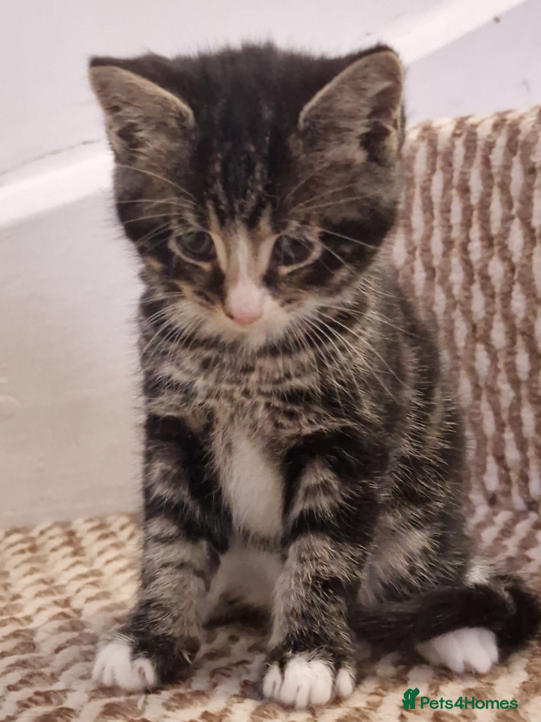 Mixed Breed cats for sale: Kittens ready to find homes - Image 7