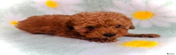 Toy Poodle dogs for sale: Miniature Toy Poodles in Chatteris - Advert 8