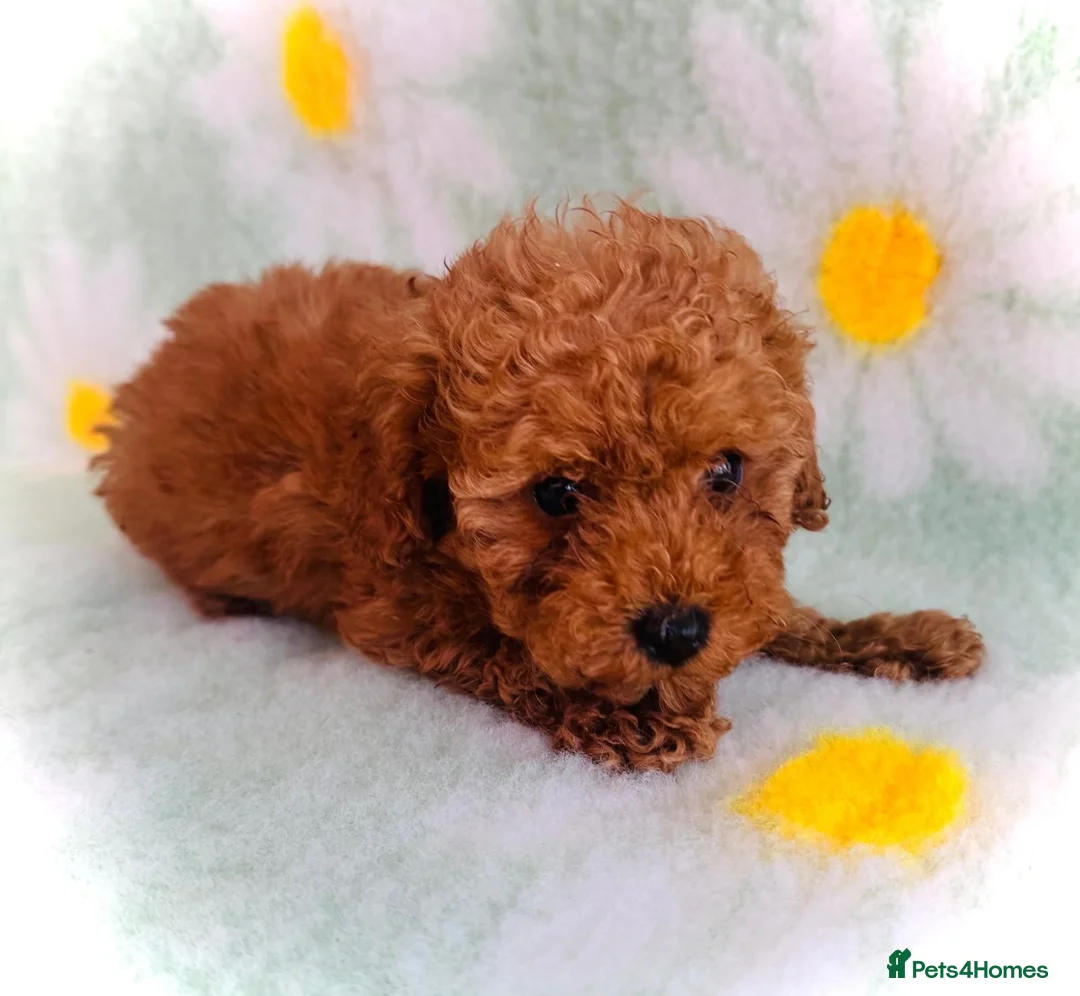 Toy Poodle dogs for sale: Miniature Toy Poodles in Chatteris - Advert 8