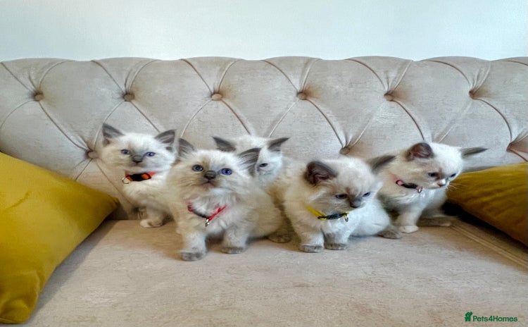 Ragdoll cats - Advert 11