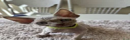 Devon Rex cats for sale: Price Reduced!TICARegisteredDevonRex lilac kittens - Advert 15