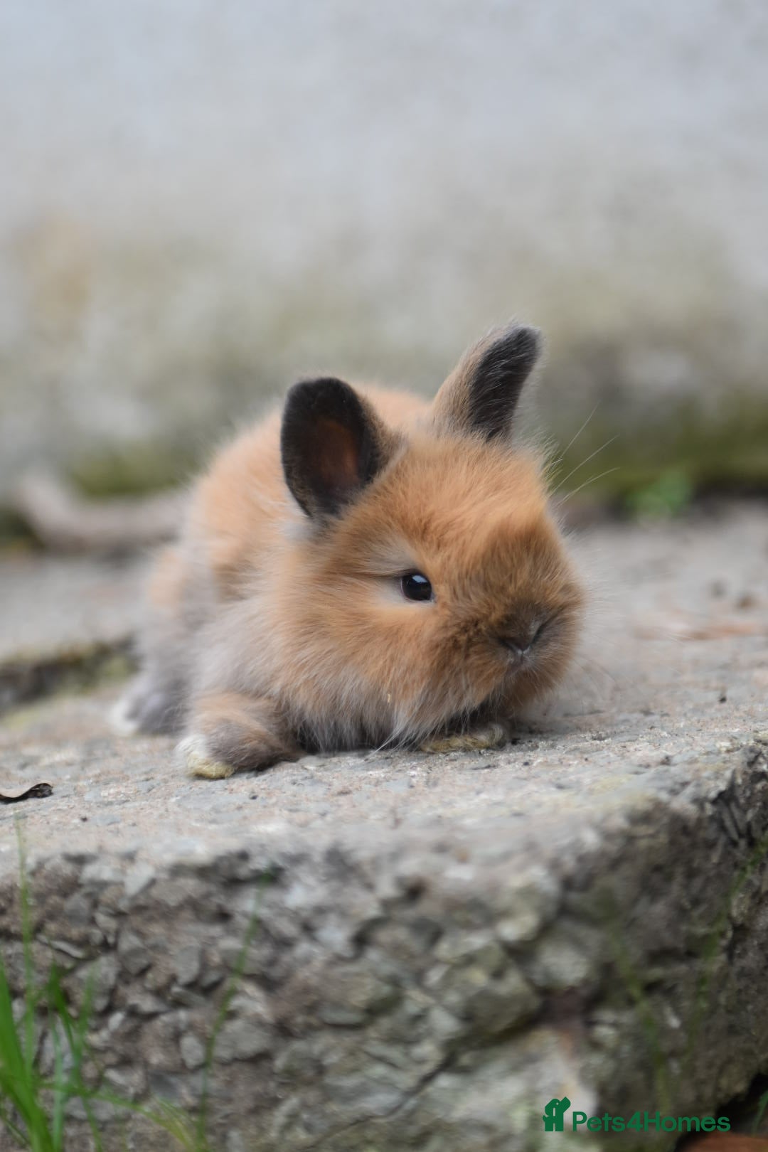 Angora rabbits for sale: French Imported Pedigree English Angoras - Image 14