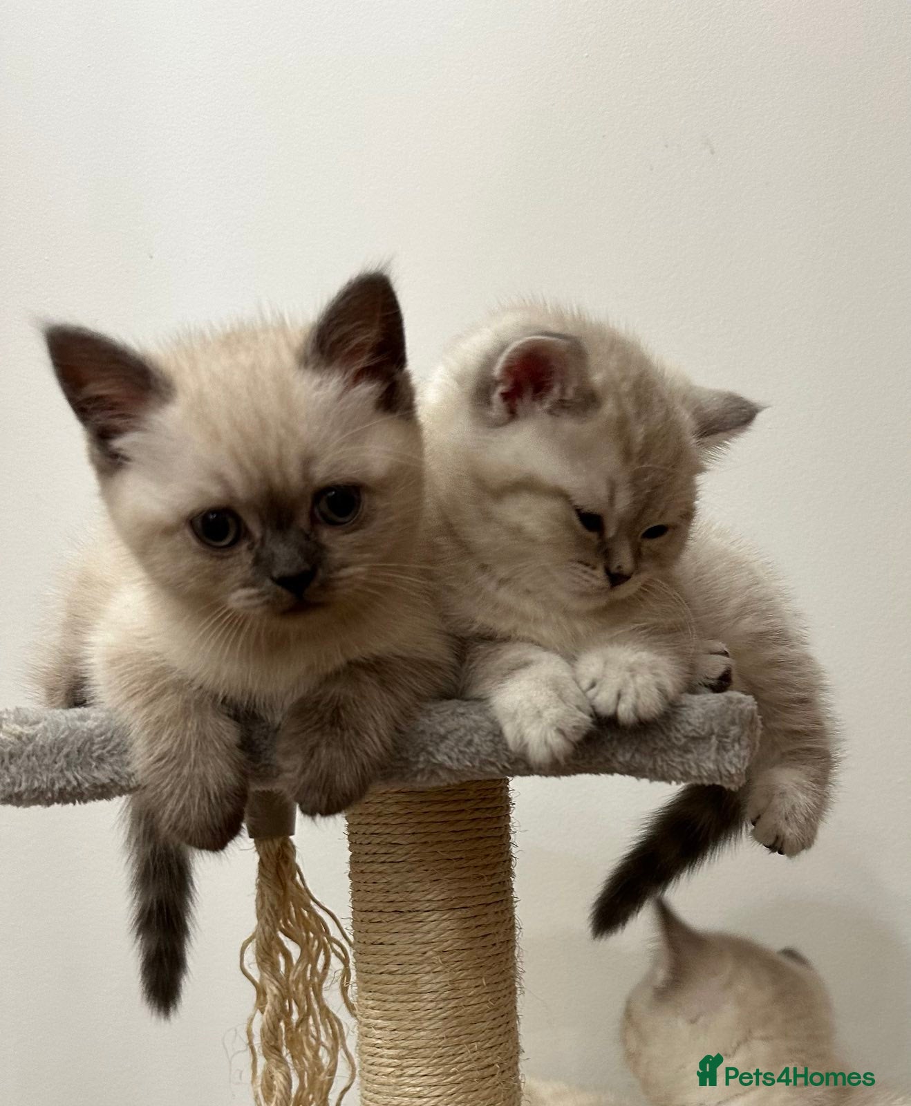 British Shorthair cats Pure Pedigree BSH Kittens for Sale - Advert 7
