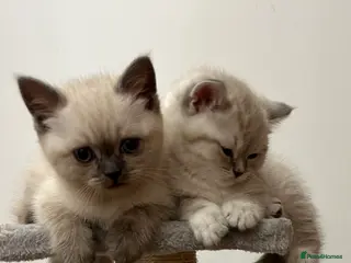 British Shorthair cats Pure Pedigree BSH Kittens for Sale - Advert 7