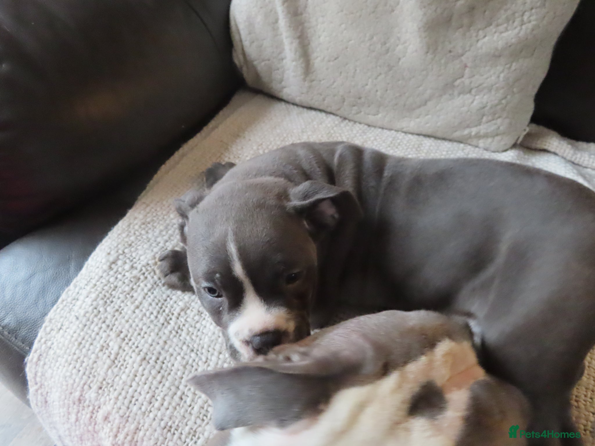 Dorset Olde Tyme Bulldogge dogs Old tyme bulldog puppy - Advert 1