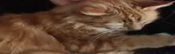 Mixed Breed cats for sale: Rehoming Zeppy  - Advert 3