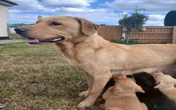 Labrador Retriever dogs for sale: Stunning labrador pups  - Image 1
