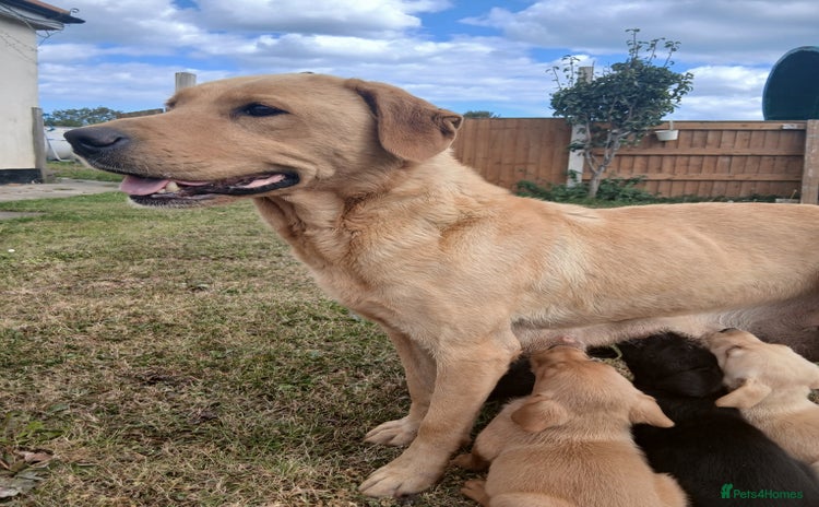 Labrador Retriever dogs - Advert 10