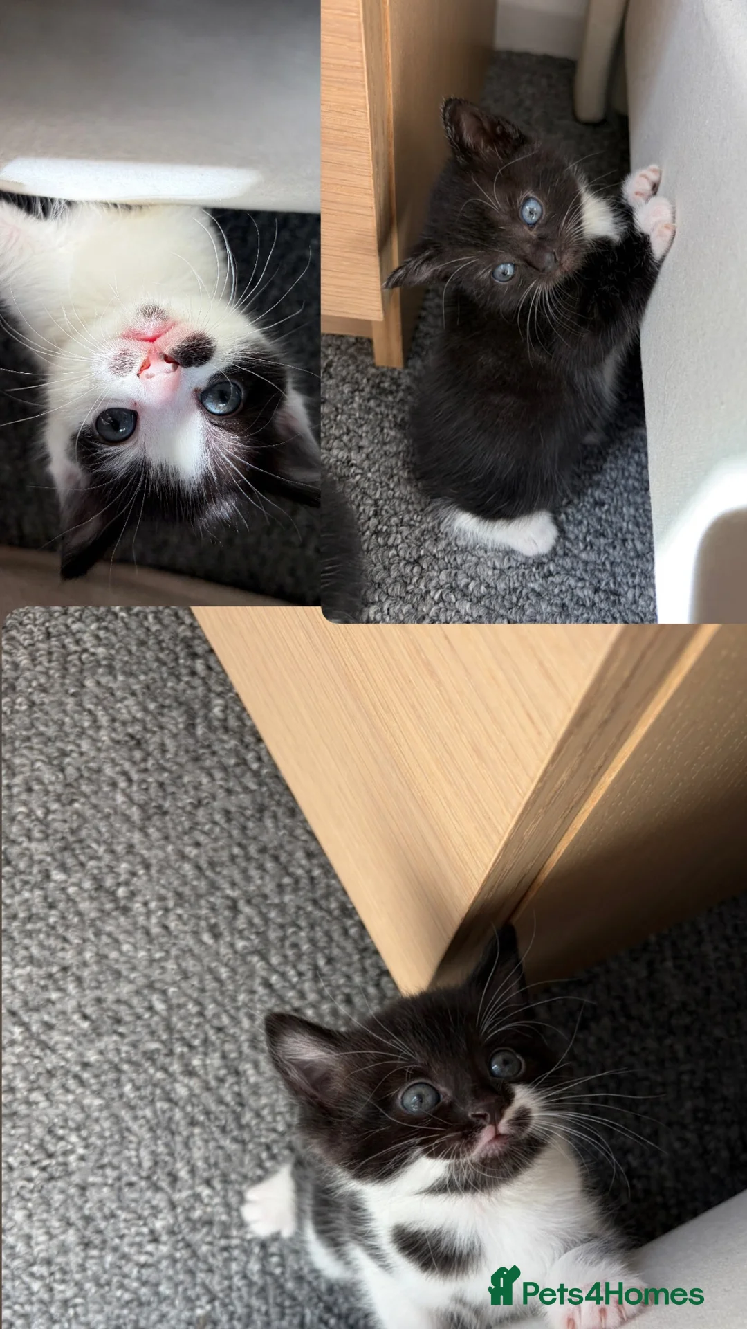 Mixed Breed cats for sale: 3 domestic kittens for sale 🐈‍⬛ in Cardiff - Advert 2