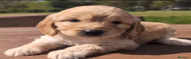 Cockapoo Puppy 5