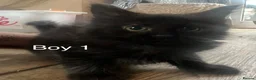 Mixed Breed cats for sale: Black kittens for sale - Advert 6