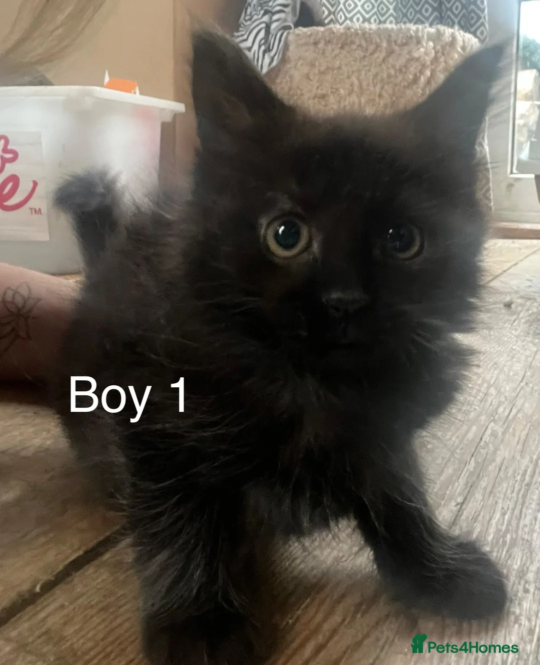 Mixed Breed cats for sale: Black kittens for sale - Advert 6