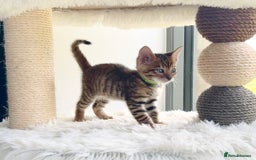 Toyger cats for sale: Full Pedigree Toyger Kittens Last Litter of 2025 - Image 5