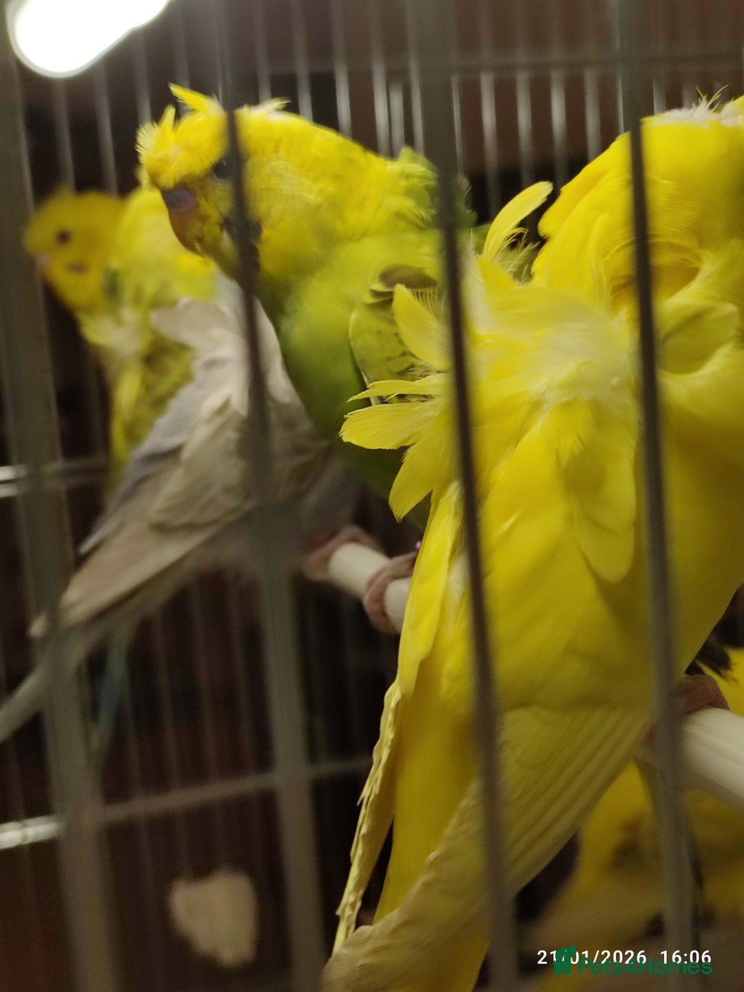 Budgerigars birds for sale: Budgies  - Advert 9