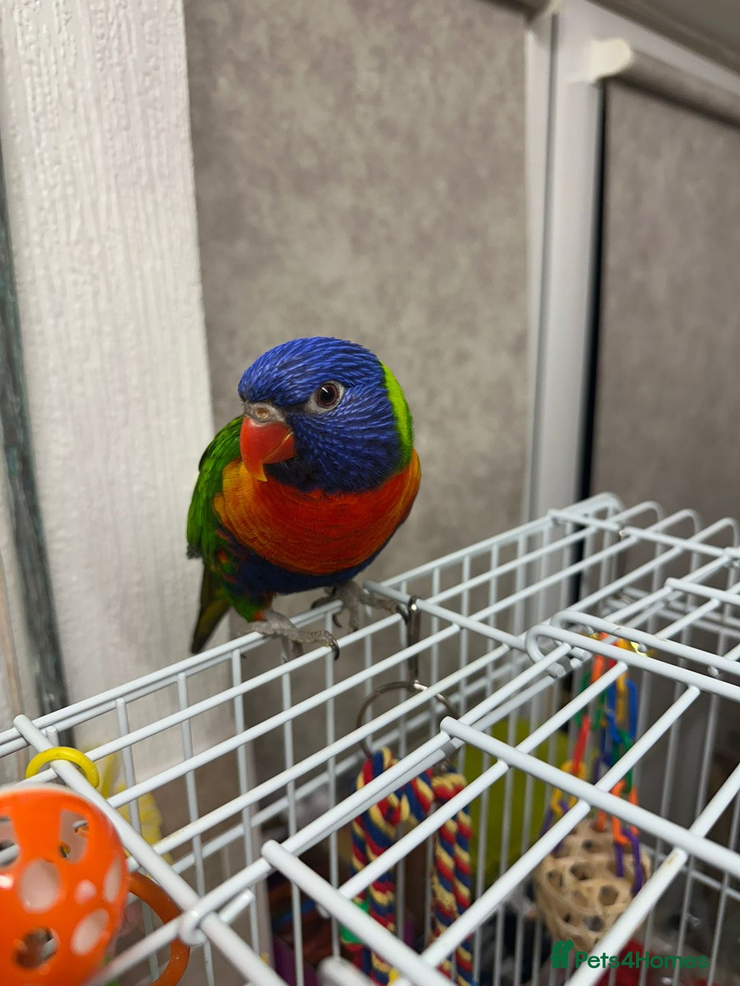 Lorikeets birds for sale: Rainbow Lorikeet - Advert 4