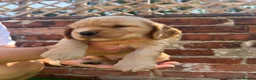 Cocker Spaniel dogs for sale: 🌟🌟🌟Beautiful English Gold Show Cocker Spaniel  - Advert 29