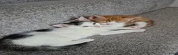 Mixed Breed cats for sale: 🐾 Beautiful Kittens Looking for Loving Homes in Basingstoke - Advert 8