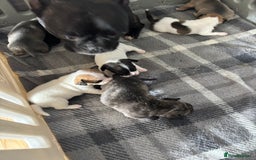 Mixed Breed dogs for sale: French Bull Jacks x 5 (All male)  - Image 11