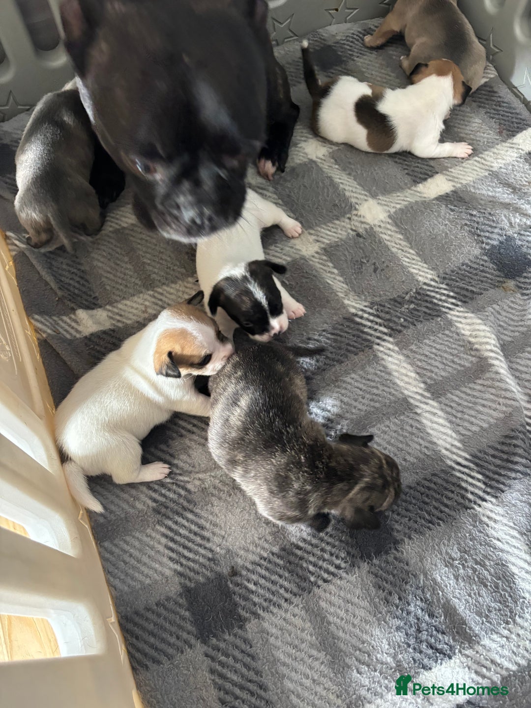 Mixed Breed dogs for sale: French Bull Jacks x 5 (All male)  - Image 11