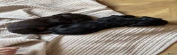 Cocker Spaniel dogs for sale: Beautiful cocker spaniels puppies  - Advert 10