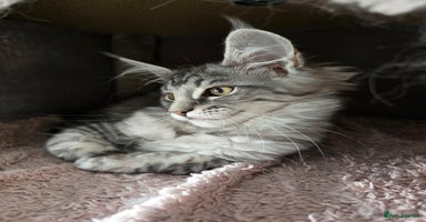 Maine Coon cats - Advert 7