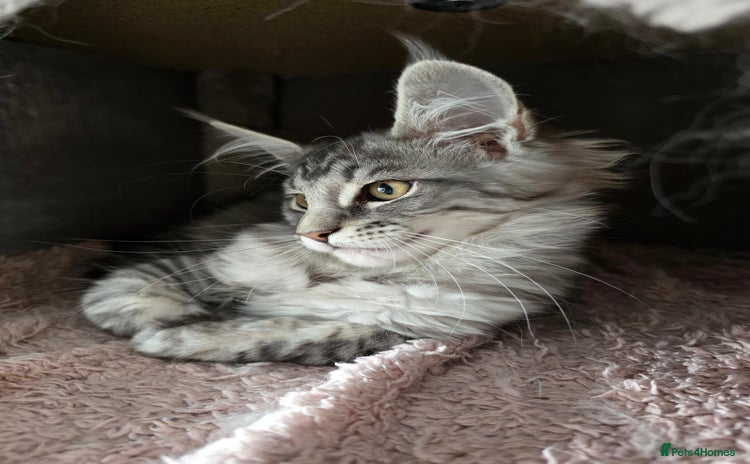 Maine Coon cats - Advert 3
