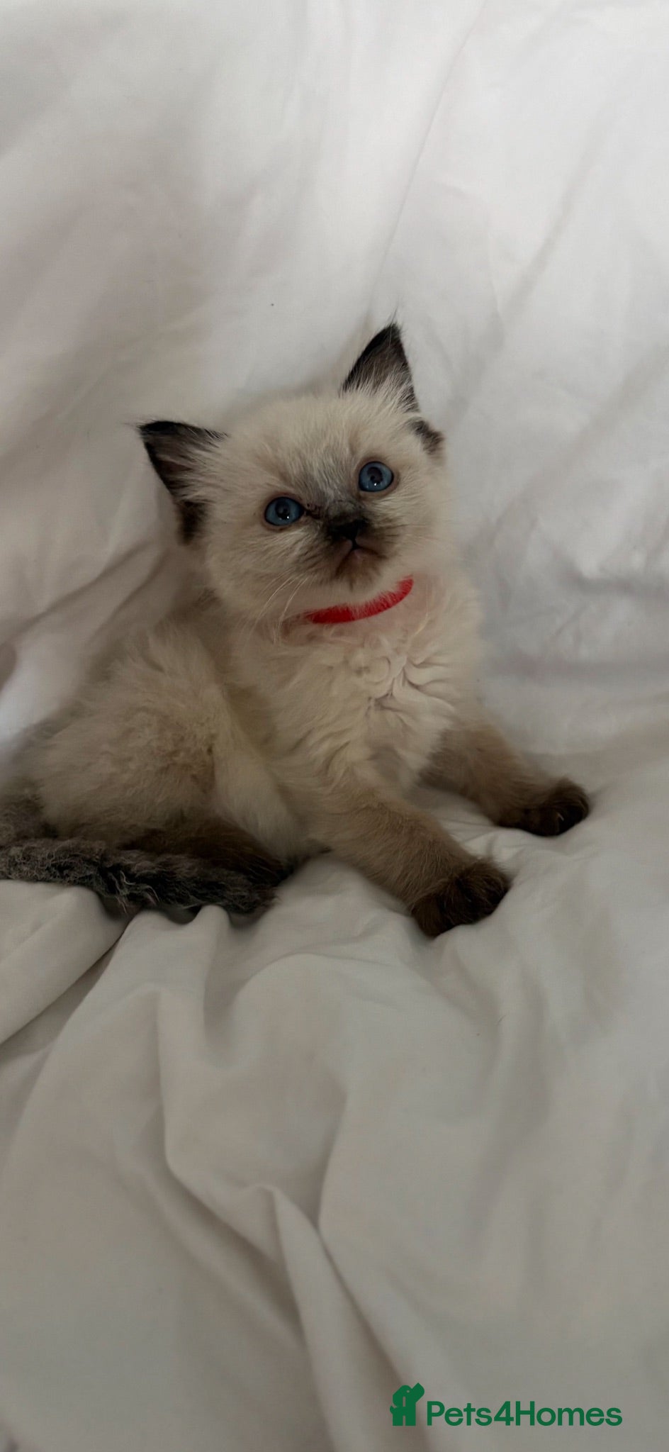 Ragdoll cats 🩷💙 Stunning GCCF kittens 💜❤️ - Advert 18