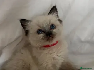 Ragdoll cats 🩷💙 Stunning GCCF kittens 💜❤️ - Advert 18