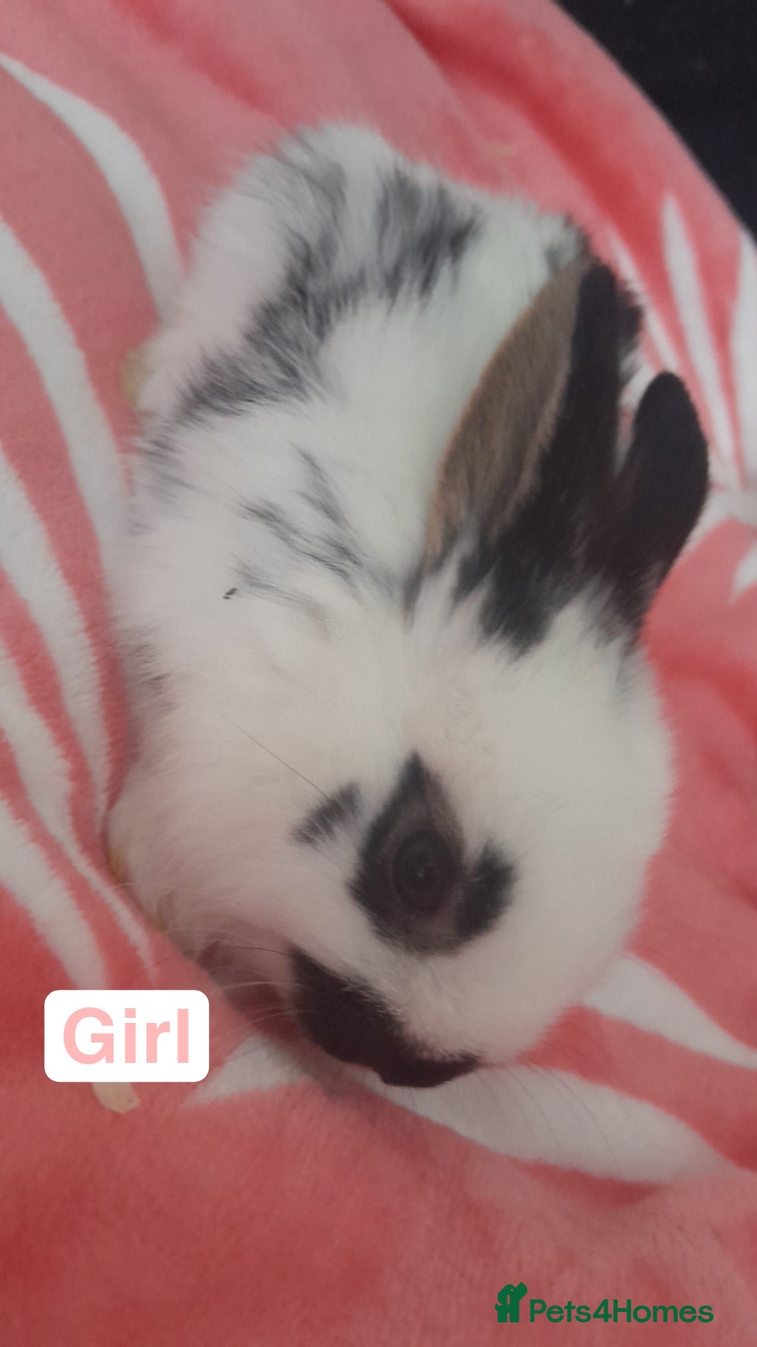 Mixed Breed rabbits for sale: 5 weeks old bunnies ready to go in October 14 - Image 5