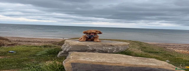 Oakley
