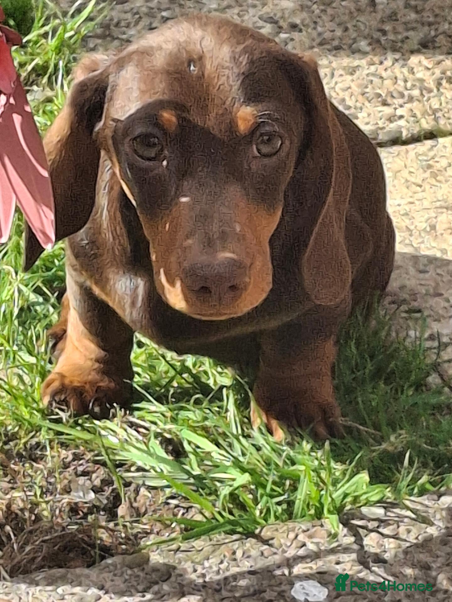 Miniature Dachshund dogs Miniature dashound  - Advert 1