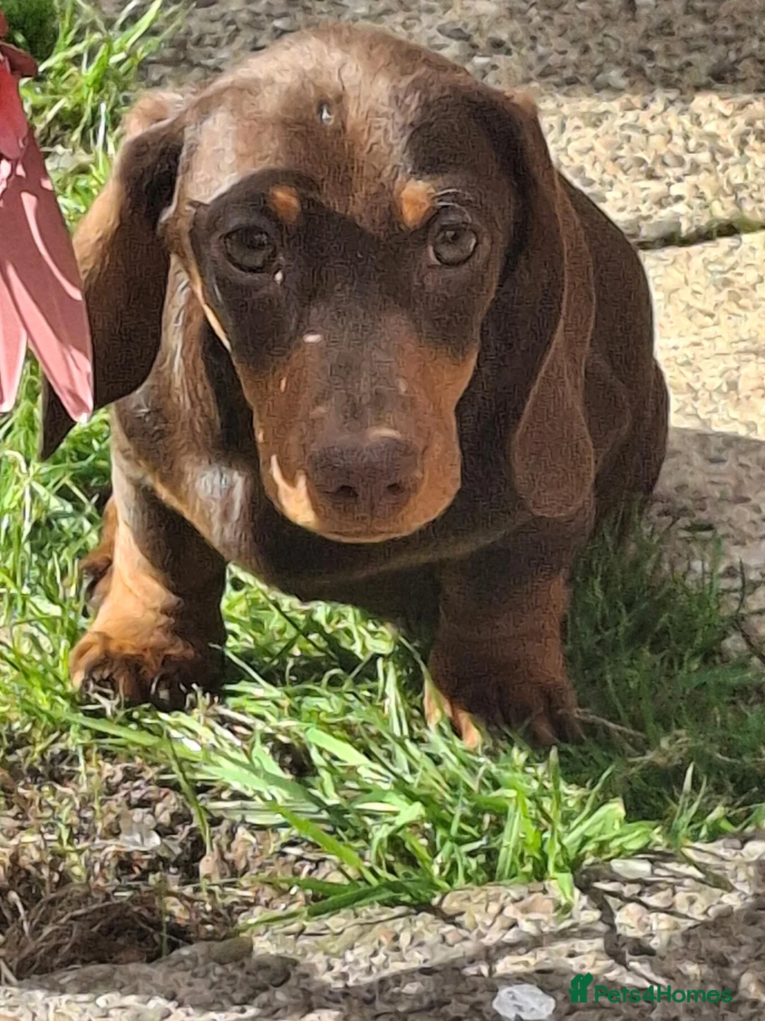 Miniature Dachshund dogs for sale: Miniature dashound  - Advert 1