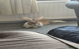 Dutch rabbits for sale: Two adult female rabbits - Image 2