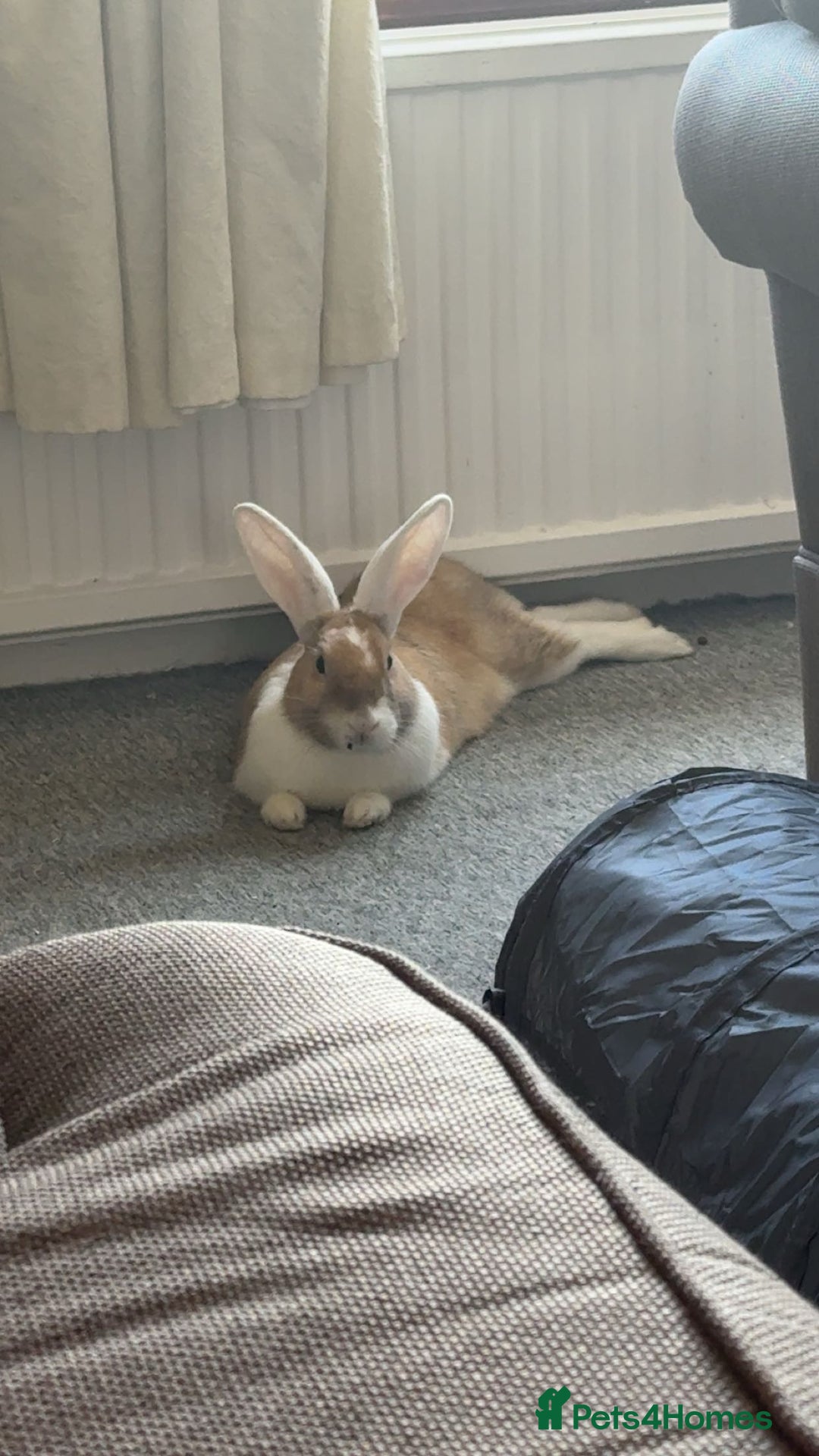 Dutch rabbits for sale: Two adult female rabbits - Image 2