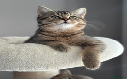 British Shorthair cats for sale: READY NOW! 2 available girls - Advert 5