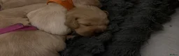 Cockerdor dogs for sale: Cockerdor Puppies - Advert 7