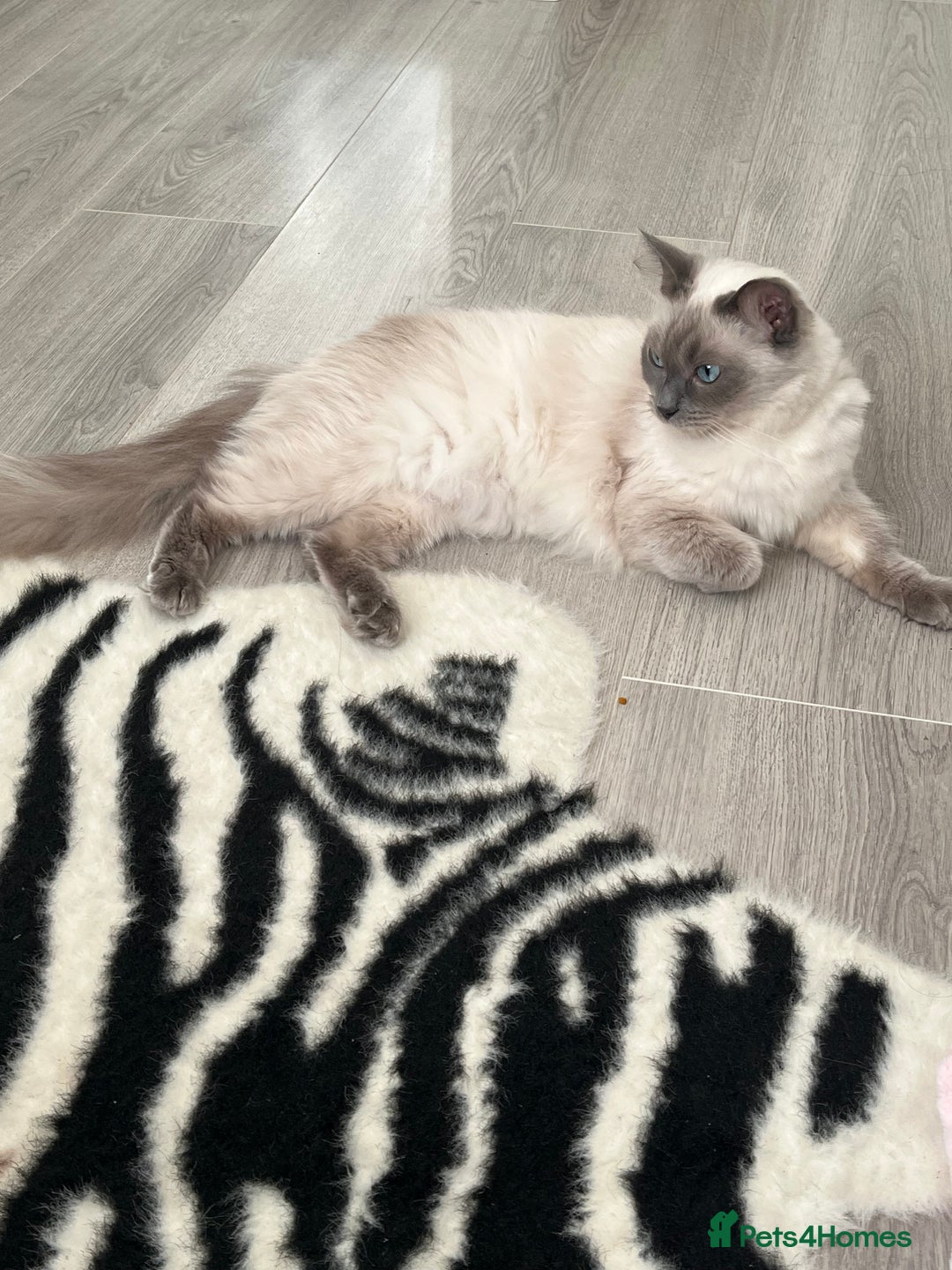Ragdoll cats for sale: Adorable Ragdoll Kittens  🐾 - Advert 8