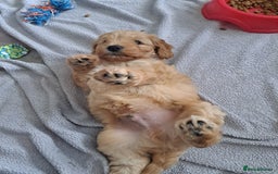 Cockapoo dogs for sale: Gorgeous Red, Golden & Apricot F1 Cockapoos - Image 4