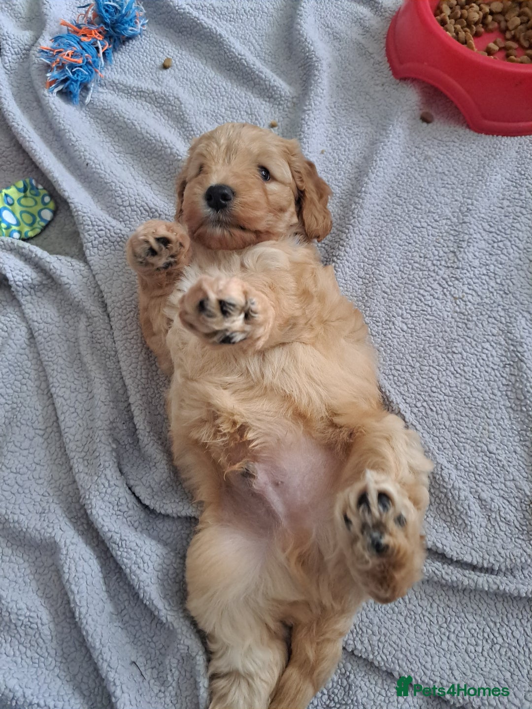 Cockapoo dogs for sale: Gorgeous Red, Golden & Apricot F1 Cockapoos - Image 4