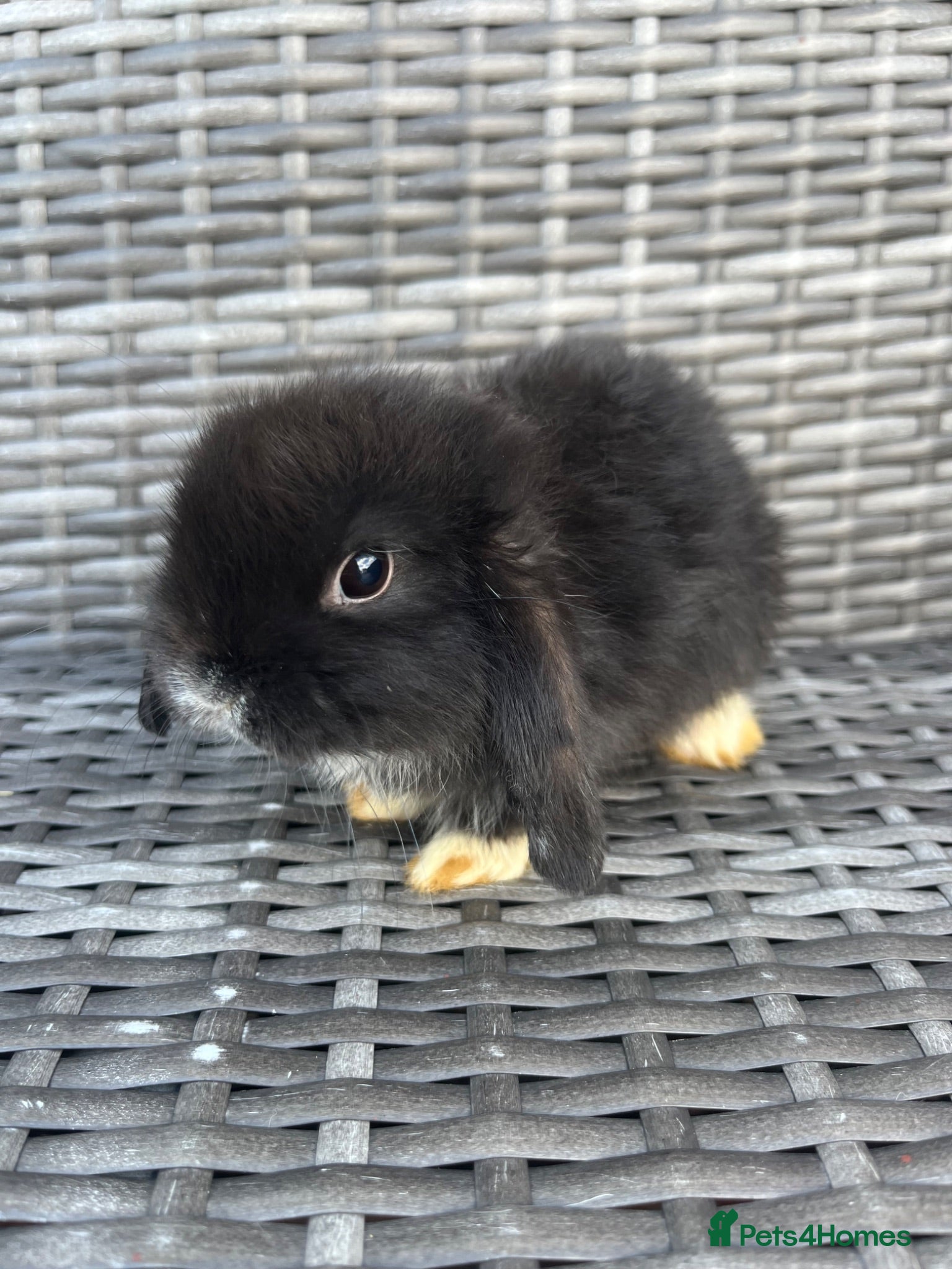 Mini Lop rabbits 🐰Pure Bred (7w old) Mini Lop Babies - Advert 2