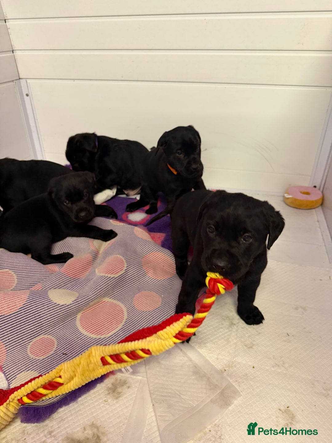 Labrador Retriever dogs for sale: Labradors 6 chunky black boys and 1 little girl - Advert 29