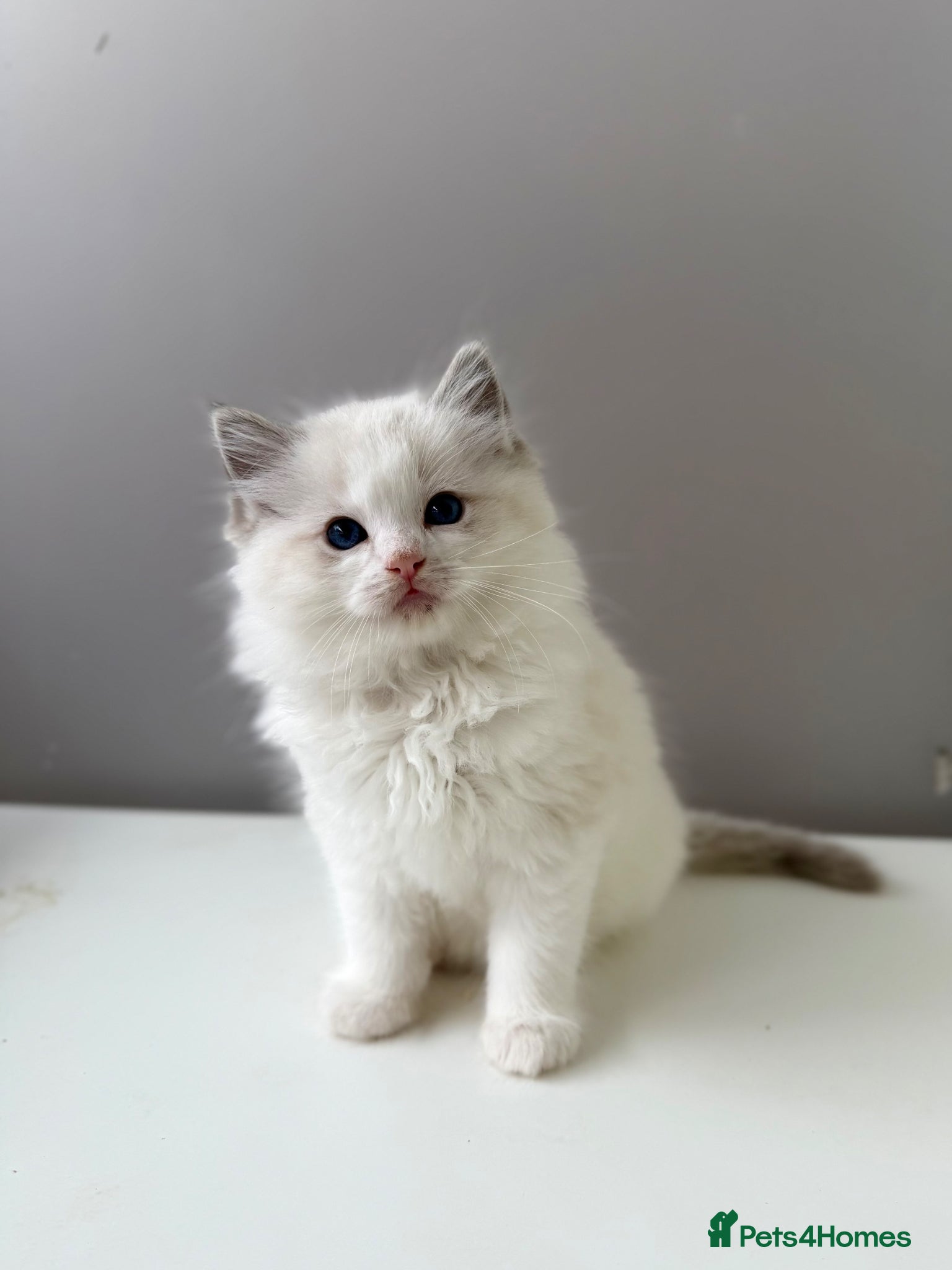 Ragdoll cats TICA registered ragdoll kittens - Advert 20