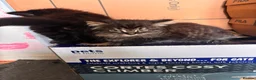 Mixed Breed cats for sale: Kittens long haired half ragdoll  - Advert 9